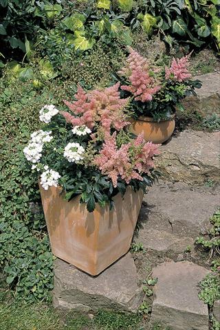 Photo de variété de fleurs à utiliser comme: Pot et Plante à massif Astilbe arendsii Astary® Pink