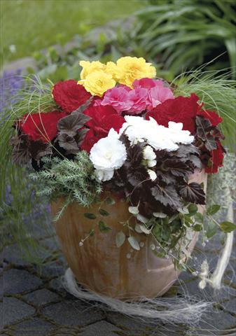 Photo de variété de fleurs à utiliser comme: Pot, Plante à massif, patio, Suspension Begonia tuberosa NonStop® Mocca Mix