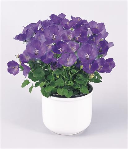 Photo de variété de fleurs à utiliser comme: Pot et Plante à massif Campanula carpatica Clips® Blue