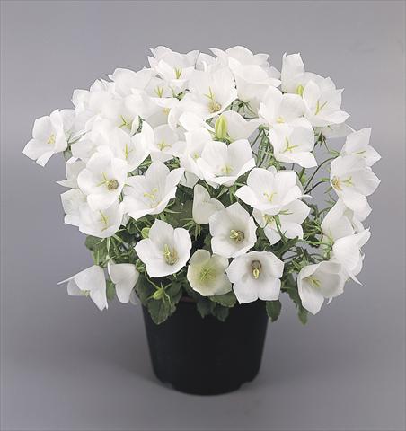 Photo de variété de fleurs à utiliser comme: Pot et Plante à massif Campanula carpatica Clips® White