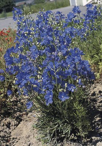 Photo de variété de fleurs à utiliser comme: Pot et Plante à massif Delphinium grandiflorum Blue Mirror