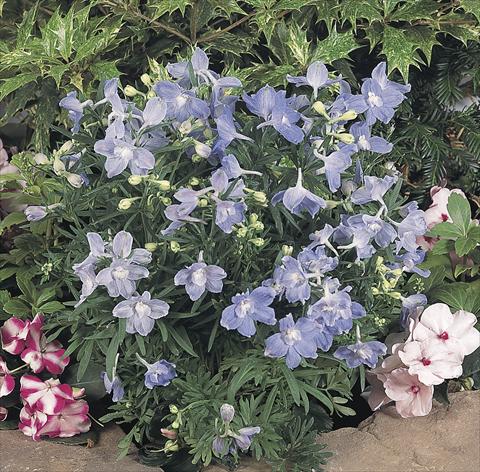 Photo de variété de fleurs à utiliser comme: Pot et Plante à massif Delphinium grandiflorum Summer Blues®