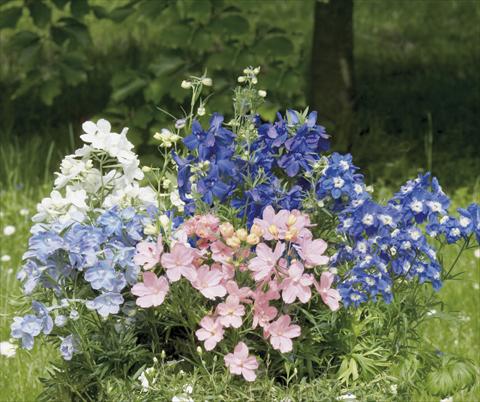 Photo de variété de fleurs à utiliser comme: Pot et Plante à massif Delphinium grandiflorum Summer Colors