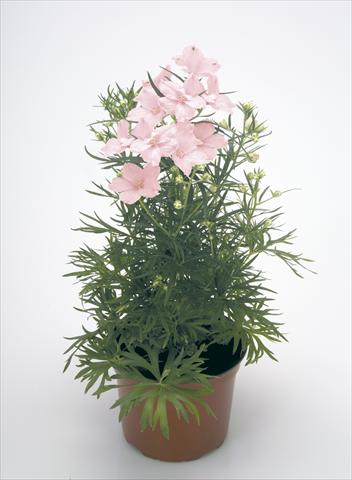 Photo de variété de fleurs à utiliser comme: Pot et Plante à massif Delphinium grandiflorum Summer Morning