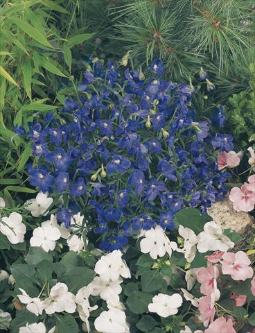 Photo de variété de fleurs à utiliser comme: Pot et Plante à massif Delphinium grandiflorum Summer Nights