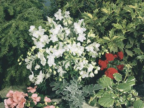 Photo de variété de fleurs à utiliser comme: Pot et Plante à massif Delphinium grandiflorum Summer Stars
