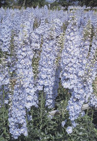 Photo de variété de fleurs à utiliser comme: Pot et Plante à massif Delphinium hybrida Benary