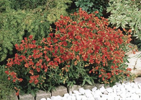 Photo de variété de fleurs à utiliser comme: Pot et Plante à massif Delphinium nudicaule Fox
