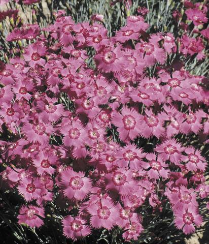 Photo de variété de fleurs à utiliser comme: Pot et Plante à massif Dianthus Grandiflorus