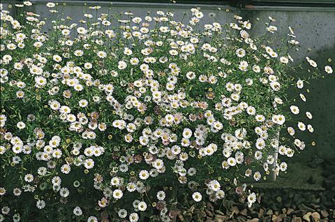 Photo de variété de fleurs à utiliser comme: Pot et Plante à massif Erigeron karvinskianus Profusion