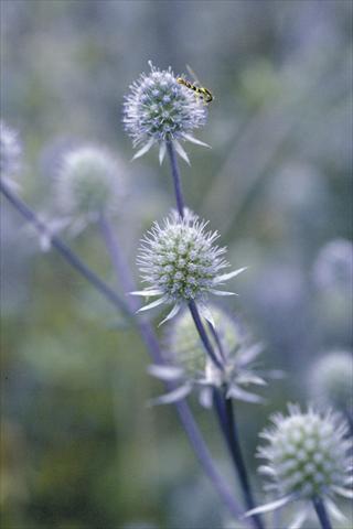 Photo de variété de fleurs à utiliser comme: Fleur coupée Eryngium planum Blue Glitter