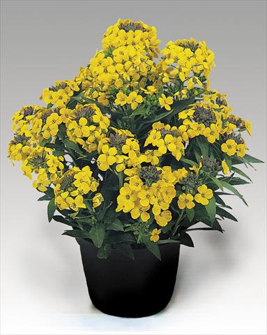 Photo de variété de fleurs à utiliser comme: Pot et Plante à massif Erysimum suffruticosum Gold Dust
