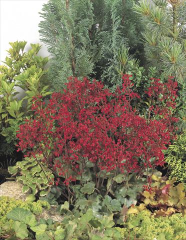 Photo de variété de fleurs à utiliser comme: Pot et Plante à massif Heuchera sanguinea Ruby Bells