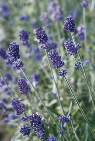 Photo de variété de fleurs à utiliser comme: Pot et Plante à massif Lavandula angustifolia Vicenza Blue