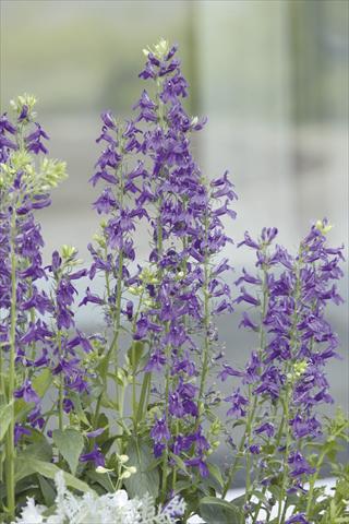 Photo de variété de fleurs à utiliser comme: Pot et Plante à massif Lobelia speciosa Fan® Blue