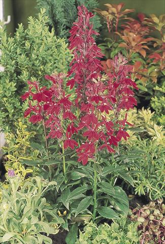 Photo de variété de fleurs à utiliser comme: Pot et Plante à massif Lobelia speciosa Fan® Burgundy