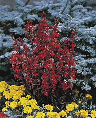 Photo de variété de fleurs à utiliser comme: Pot et Plante à massif Lobelia speciosa Fan® Scarlet