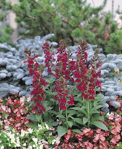 Photo de variété de fleurs à utiliser comme: Pot et Plante à massif Lobelia speciosa Compliment Deep Red