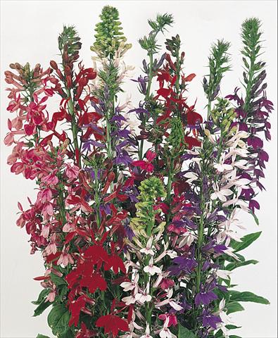 Photo de variété de fleurs à utiliser comme: Pot et Plante à massif Lobelia speciosa Compliment Mix
