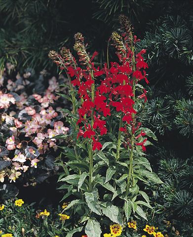 Photo de variété de fleurs à utiliser comme: Pot et Plante à massif Lobelia speciosa Compliment Scarlet