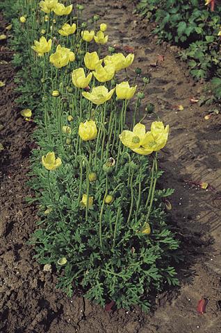 Photo de variété de fleurs à utiliser comme: Pot et Plante à massif Papaver miyabeanum Pacino®