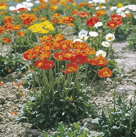 Photo de variété de fleurs à utiliser comme: Plante à massif/ plante de bordure Papaver nudicaule Garden Gnome