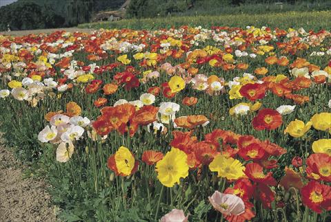 Photo de variété de fleurs à utiliser comme: Pot et Plante à massif Papaver nudicaule Partyfun