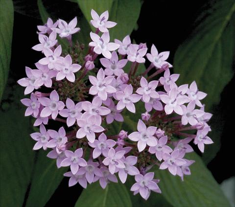 Photo de variété de fleurs à utiliser comme: Pot et Plante à massif Pentas lanceolata Northern Lights Lavender