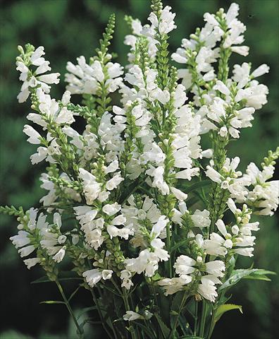 Photo de variété de fleurs à utiliser comme: Pot et Plante à massif Physostegia virginiana Crown of Snow