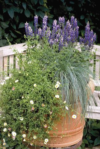 Photo de variété de fleurs à utiliser comme: Pot et Plante à massif Salvia x superba Adora Blue