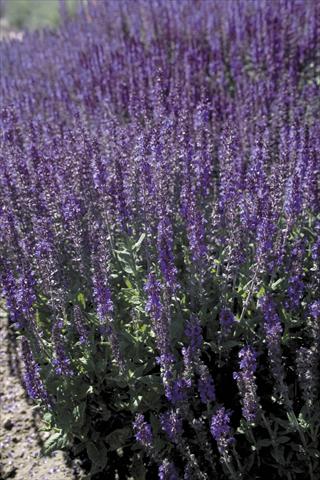 Photo de variété de fleurs à utiliser comme: Plante à massif/ plante de bordure Salvia x superba Dwarf Blue Queen®