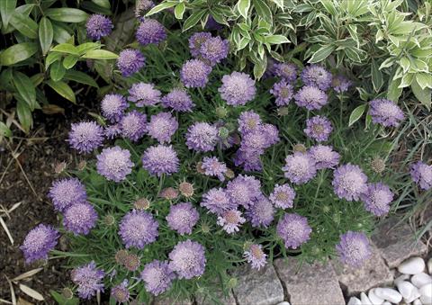 Photo de variété de fleurs à utiliser comme: Pot et Plante à massif Scabiosa japonica var alpina Ritz blue