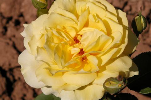 Photo de variété de fleurs à utiliser comme: Plante à massif/ plante de bordure Rosa Tea Banzai®