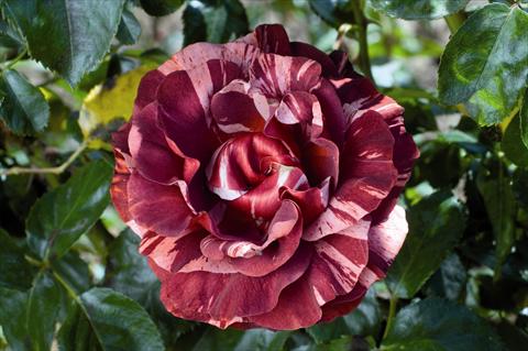 Photo de variété de fleurs à utiliser comme: Plante à massif/ plante de bordure Rosa rampicante GP Brownie®