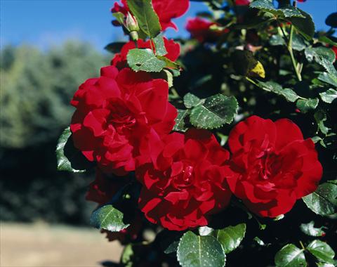 Photo de variété de fleurs à utiliser comme: Plante à massif/ plante de bordure Rosa rampicante GP Negresco®