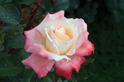 Photo de variété de fleurs à utiliser comme: Plante à massif/ plante de bordure Rosa Tea Laetitia Casta®