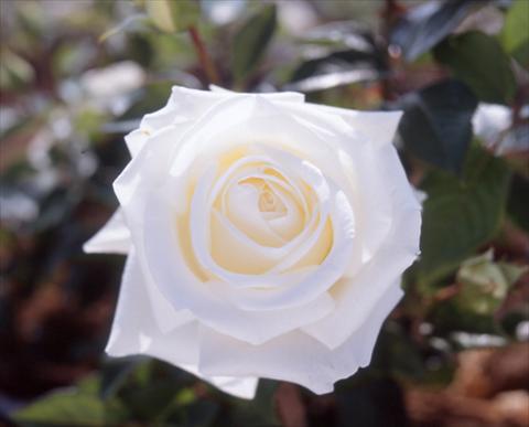 Photo de variété de fleurs à utiliser comme: Plante à massif/ plante de bordure Rosa Tea Metropolitan®