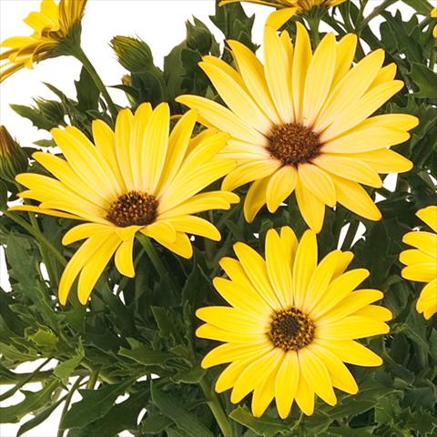 Photo de variété de fleurs à utiliser comme: Pot et Plante à massif Osteospermum Margarita fides® Yellow Imp