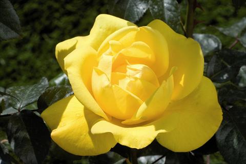 Photo de variété de fleurs à utiliser comme: Plante à massif/ plante de bordure Rosa Tea Pacific Sunset®