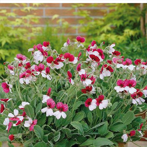 Photo de variété de fleurs à utiliser comme: Pot, Plante à massif, patio Pelargonium grandiflorum Violareum Common