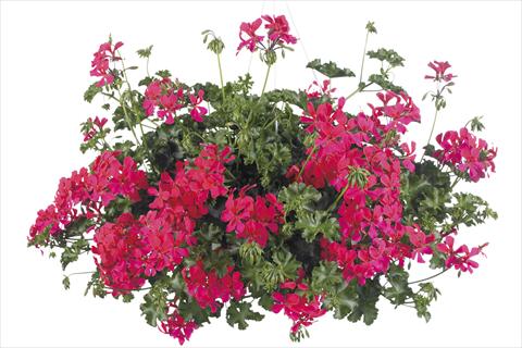 Photo de variété de fleurs à utiliser comme: Pot, Plante à massif, patio, Suspension Pelargonium peltatum Grand Idols® Neon