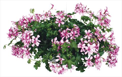 Photo de variété de fleurs à utiliser comme: Pot, patio, Suspension Pelargonium peltatum Grand Idols® Pink