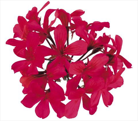 Photo de variété de fleurs à utiliser comme: Pot, Plante à massif, patio, Suspension Pelargonium peltatum Grand Idols® Purple