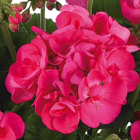 Photo de variété de fleurs à utiliser comme: Pot, Plante à massif, patio Pelargonium zonale Summer Idols® fides® Hot Pink