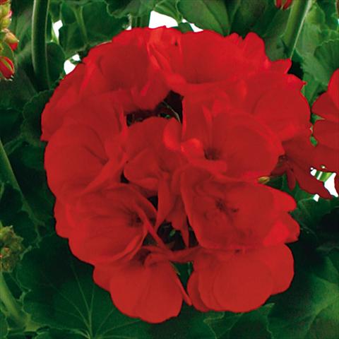 Photo de variété de fleurs à utiliser comme: Pot, Plante à massif, patio Pelargonium zonale Summer Idols® fides® True Red