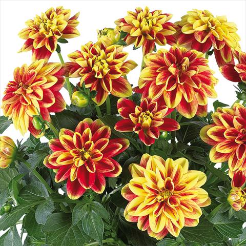Photo de variété de fleurs à utiliser comme: Pot et Plante à massif Dahlia Dahlinova® fides® California