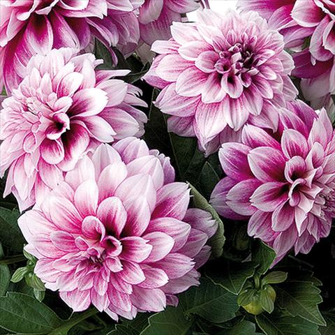 Photo de variété de fleurs à utiliser comme: Pot et Plante à massif Dahlia Dahlinova® fides® NewYork