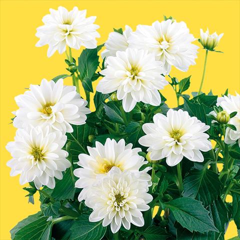 Photo de variété de fleurs à utiliser comme: Pot et Plante à massif Dahlia Dahlinova® Longlife fides® Pecos Improved
