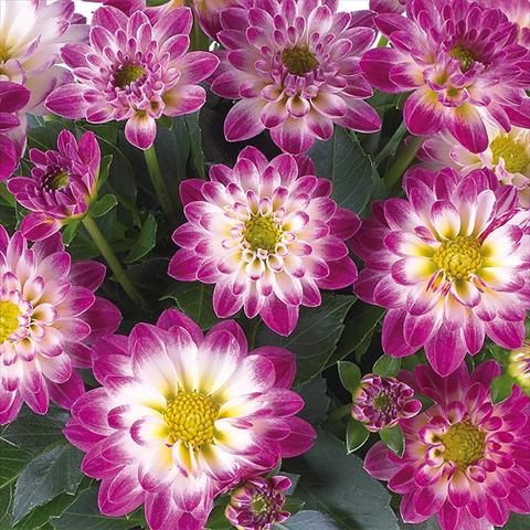 Photo de variété de fleurs à utiliser comme: Pot et Plante à massif Dahlia Dahlinova® Longlife fides® Yukon