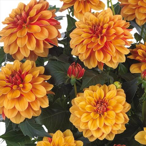 Photo de variété de fleurs à utiliser comme: Pot et Plante à massif Dahlia Dahlinova Hypnotica® fides® Bronze Bicolor